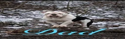 Olde English Bulldogge dogs for sale: Olde English Bulldogge 6 - Ad 9