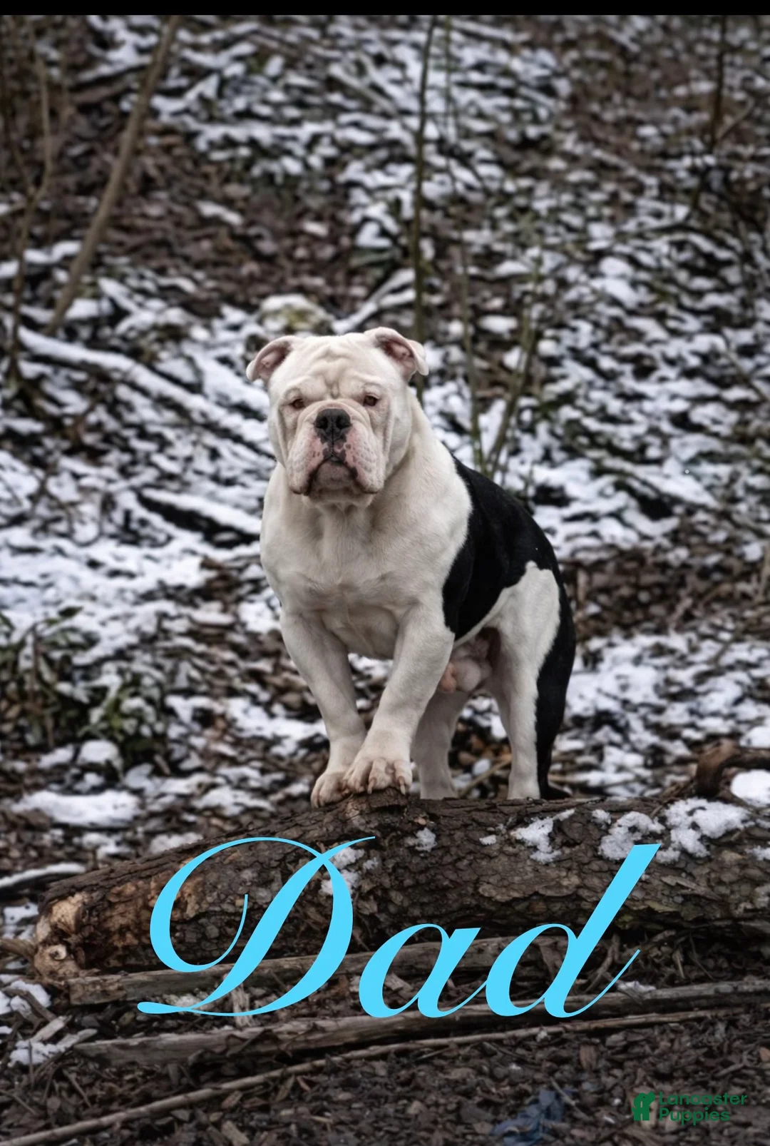 Olde English Bulldogge dogs for sale: Olde English Bulldogge 6 - Ad 9