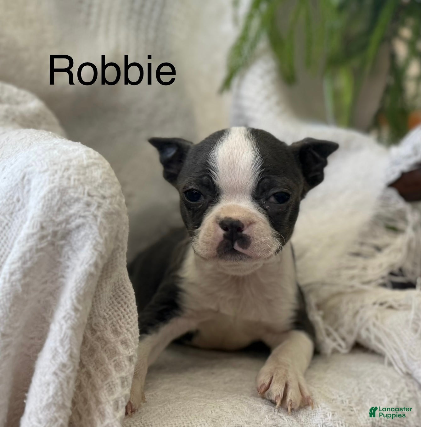 Boston Terrier dogs Robbie - Ad 2