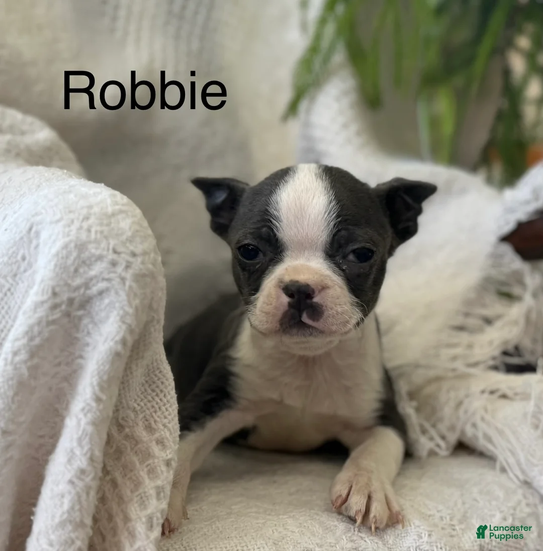 Boston Terrier dogs for sale: Robbie - Ad 2