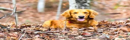 Golden Retriever dogs for sale: Honey - Ad 7