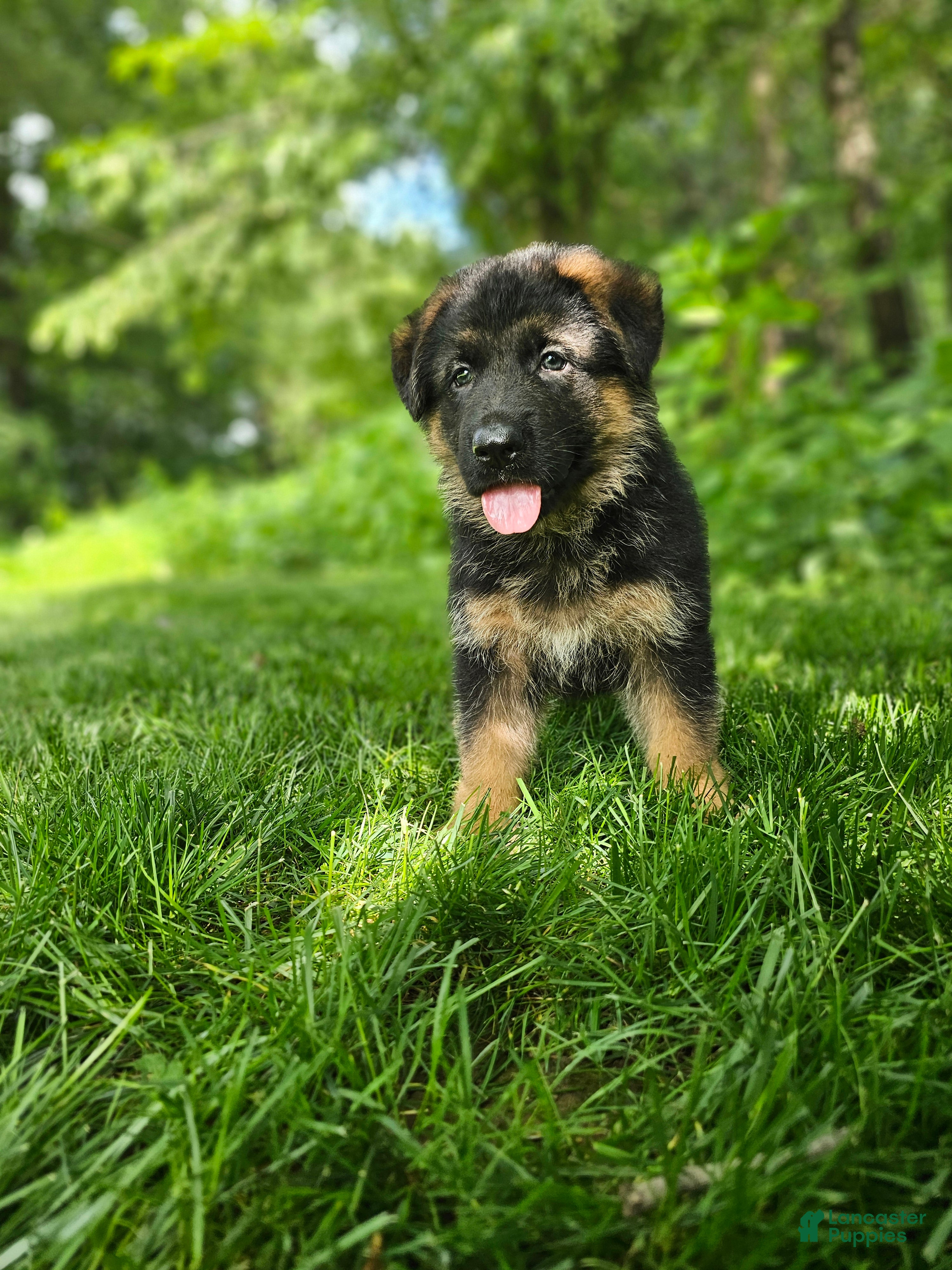 German Shepherd dogs Sammy - Ad 1