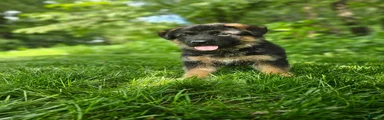 Sammy