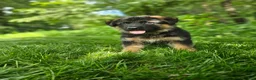 German Shepherd dogs for sale: Sammy - Ad 1