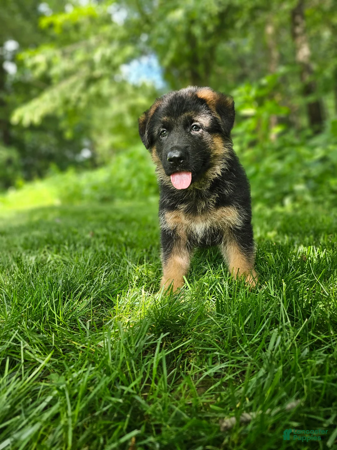 German Shepherd dogs for sale: Sammy - Ad 1