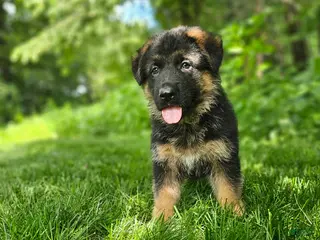 German Shepherd dogs for sale: Sammy - Ad 1
