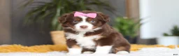 Australian Shepherd dogs for sale: Digger - Ad 7