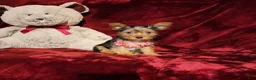 Yorkshire Terrier dogs for sale: *ZOE* - Ad 6