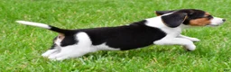 Beagle dogs for sale: Banjo - Ad 4