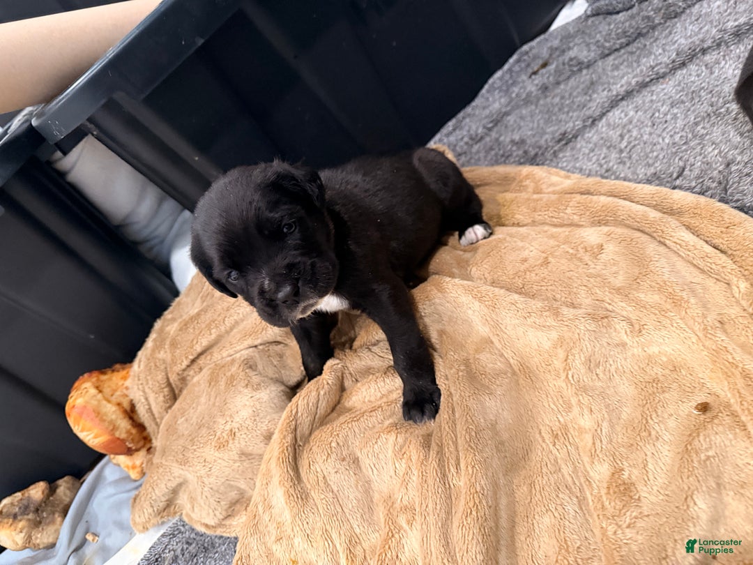 Cane Corso dogs for sale: Thor (yellow)  - Ad 3