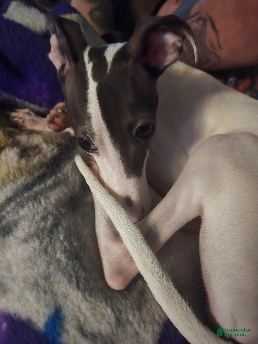 Italian Greyhound dogs for sale: Italian Greyhound Puppy 1 - Ad 4
