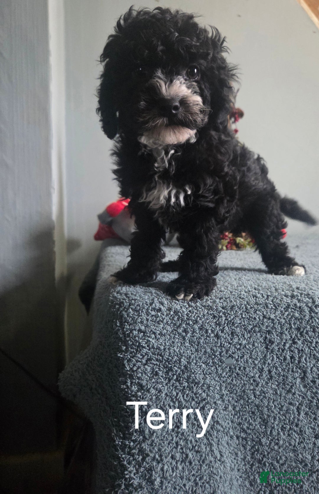 Cavapoo dogs for sale: Terry - Ad 2