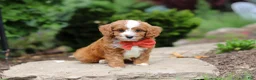 Cavapoo dogs for sale: Champ - Ad 4