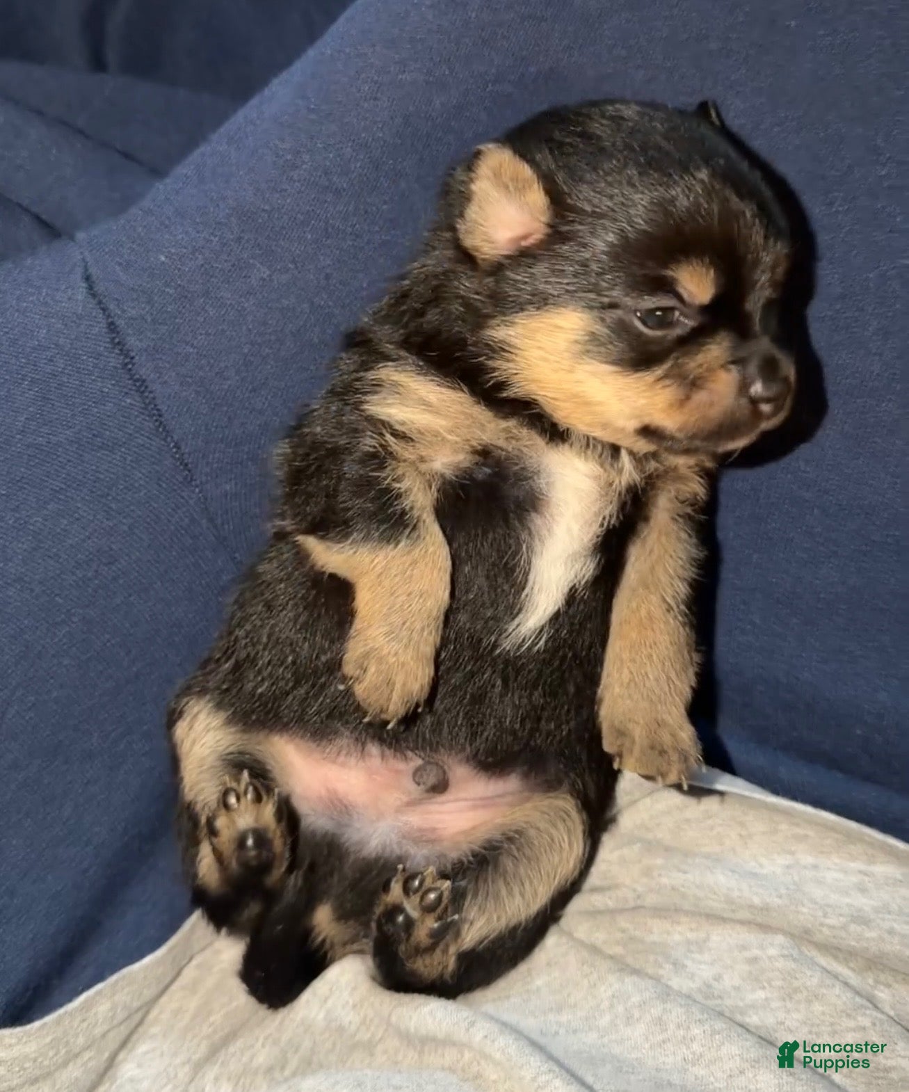 Chihuahua dogs Basil - Ad 28