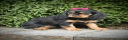 Cavalier King Charles Spaniel dogs for sale: Audrey - Ad 3