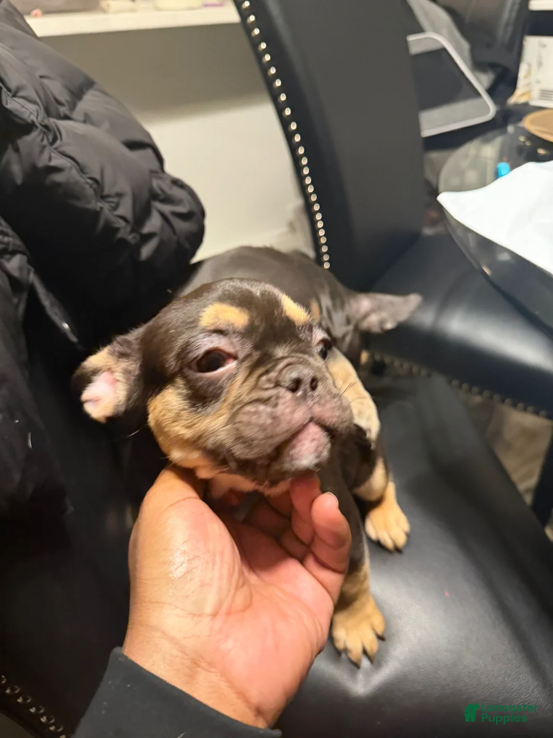French Bulldog dogs for sale: French Bulldog Puppy 1 - Ad 3