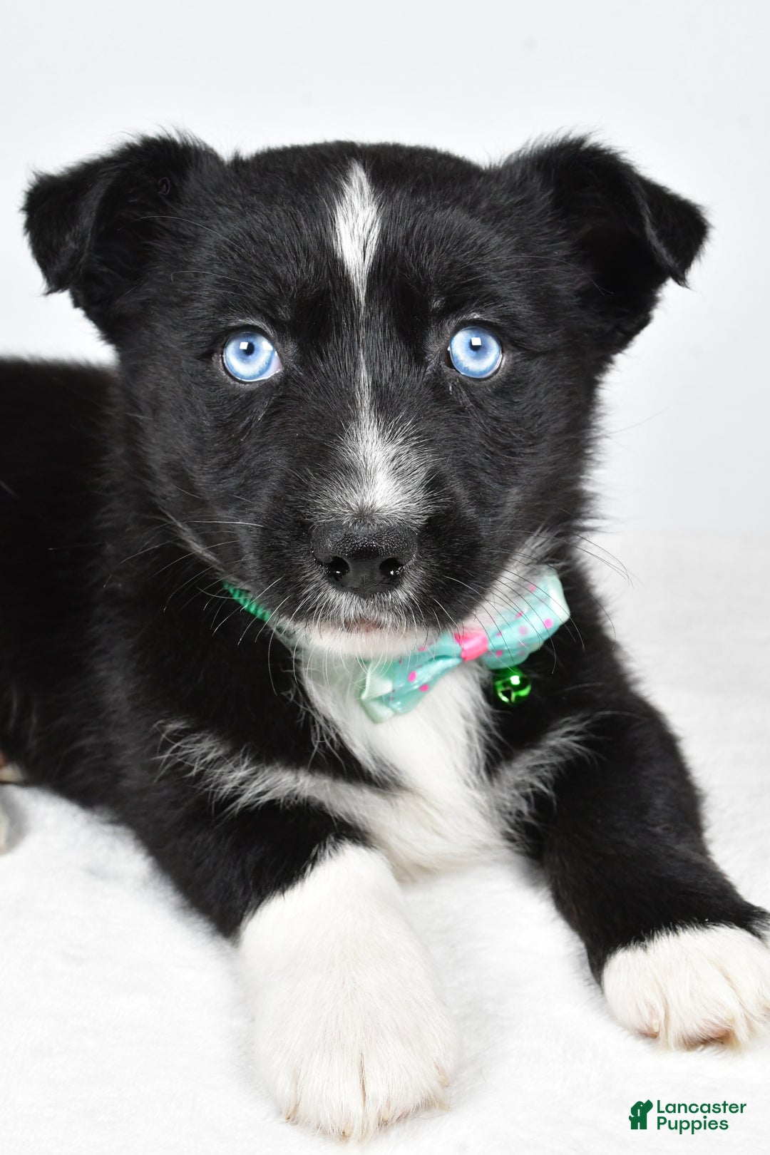 Mixed Breed dogs for sale: Prescott - Ad 3