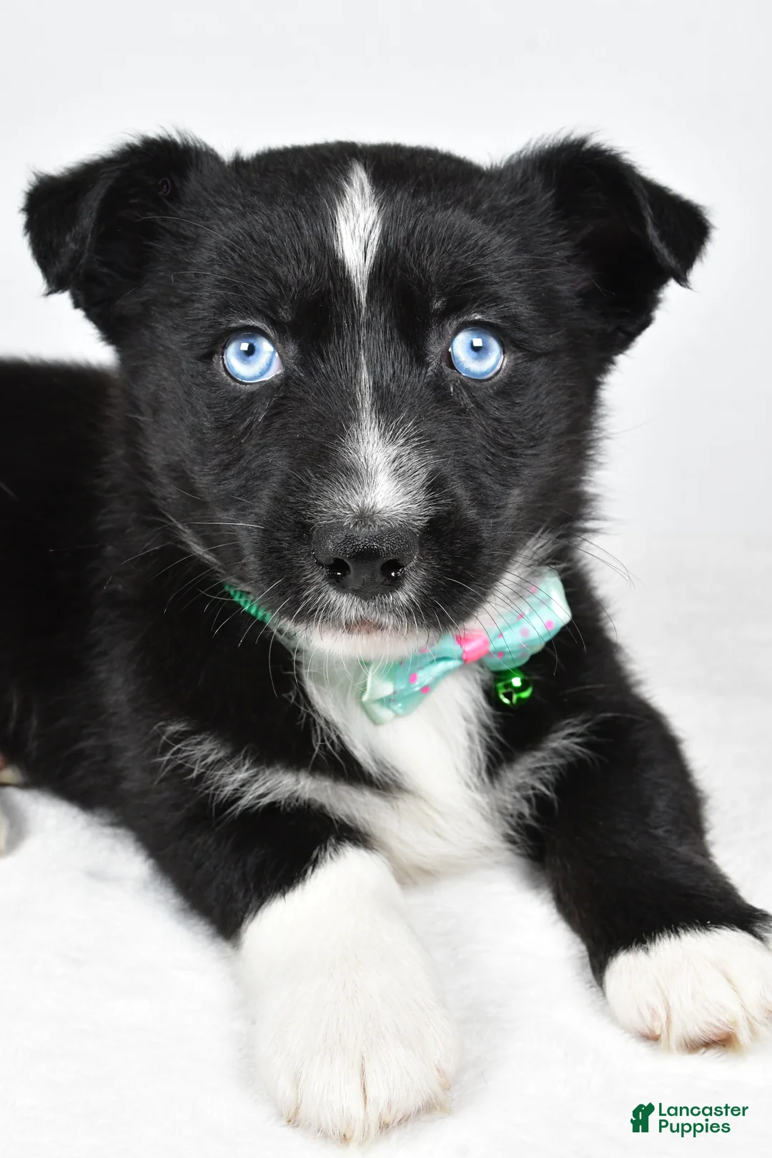 Mixed Breed dogs for sale: Prescott - Ad 3