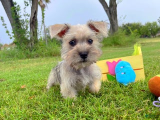 Miniature Schnauzer dogs Shakespeare - Ad 2