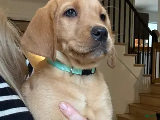 Labrador Retriever dogs for sale: Light Blue/Mint Collar Female - Ad 2