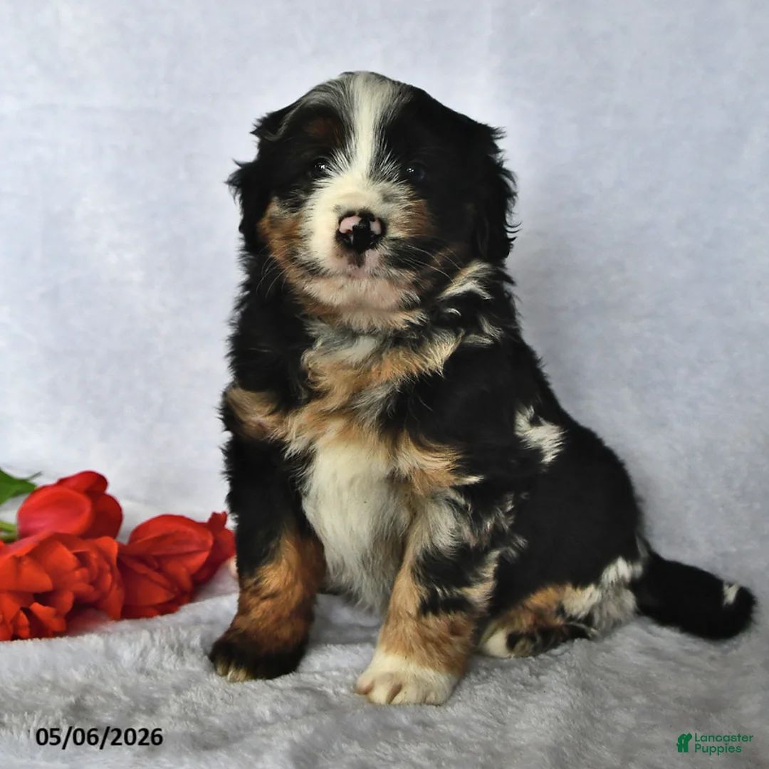 Mixed Breed dogs for sale: Drew - Ad 1