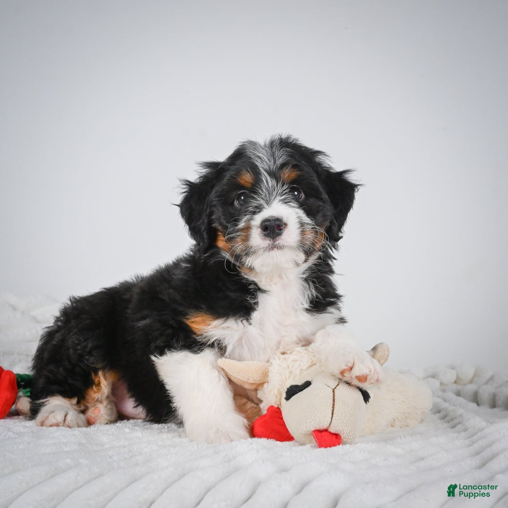 Mini Bernedoodle dogs Sammy - Ad 2
