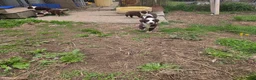 Australian Shepherd dogs for sale: Gadget  - Ad 5