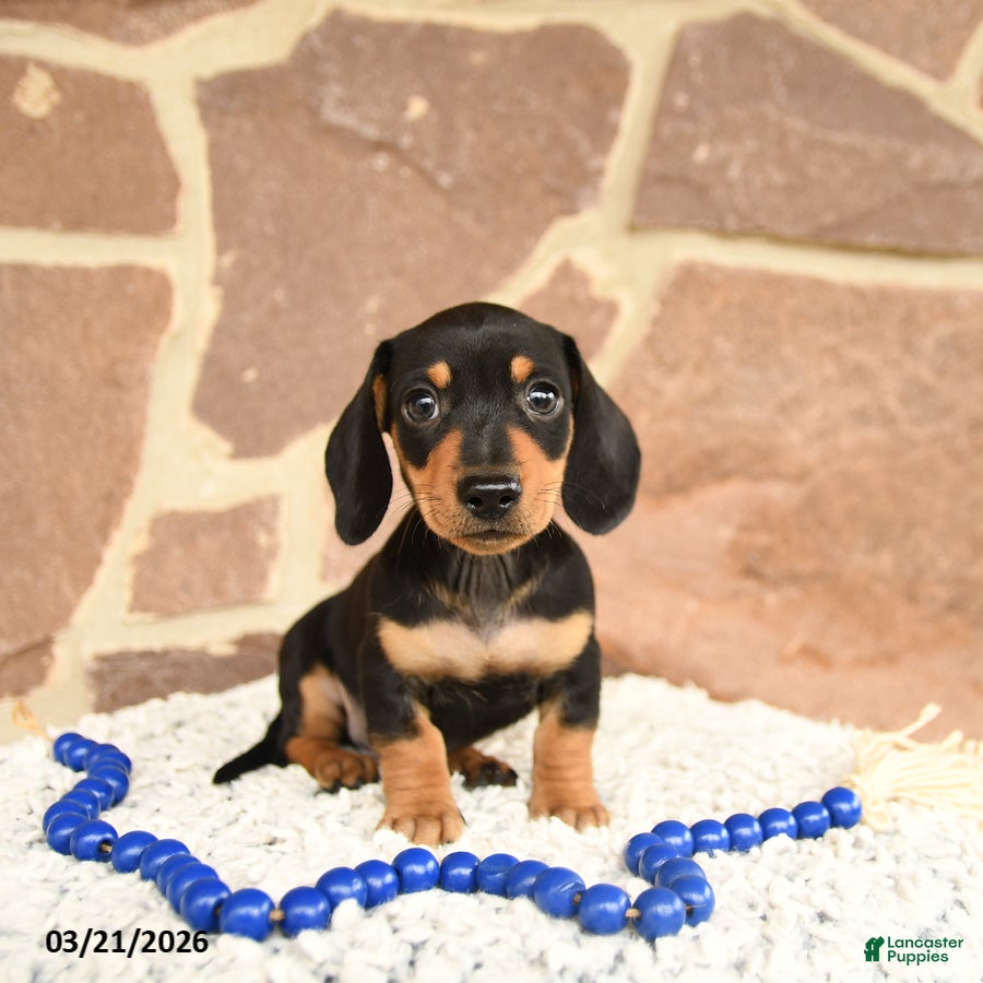 Miniature Dachshund dogs Digger - Ad 1