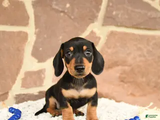 Miniature Dachshund dogs for sale: Digger - Ad 3