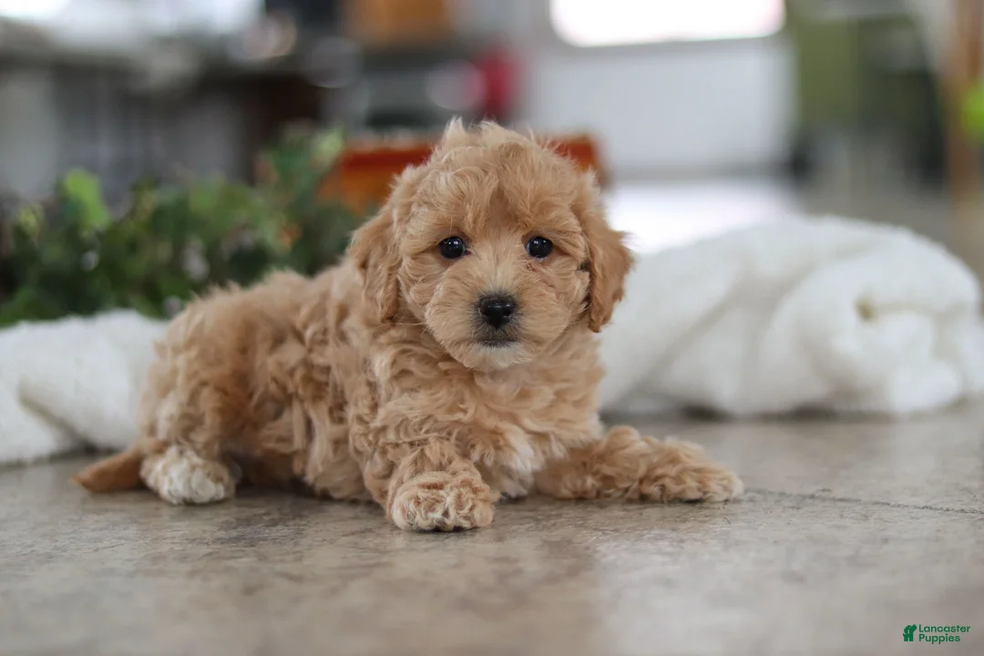 Maltipoo dogs for sale: Lucy - Ad 6