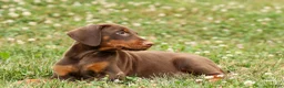 Doberman Pinscher dogs for sale: DASHER - Ad 10