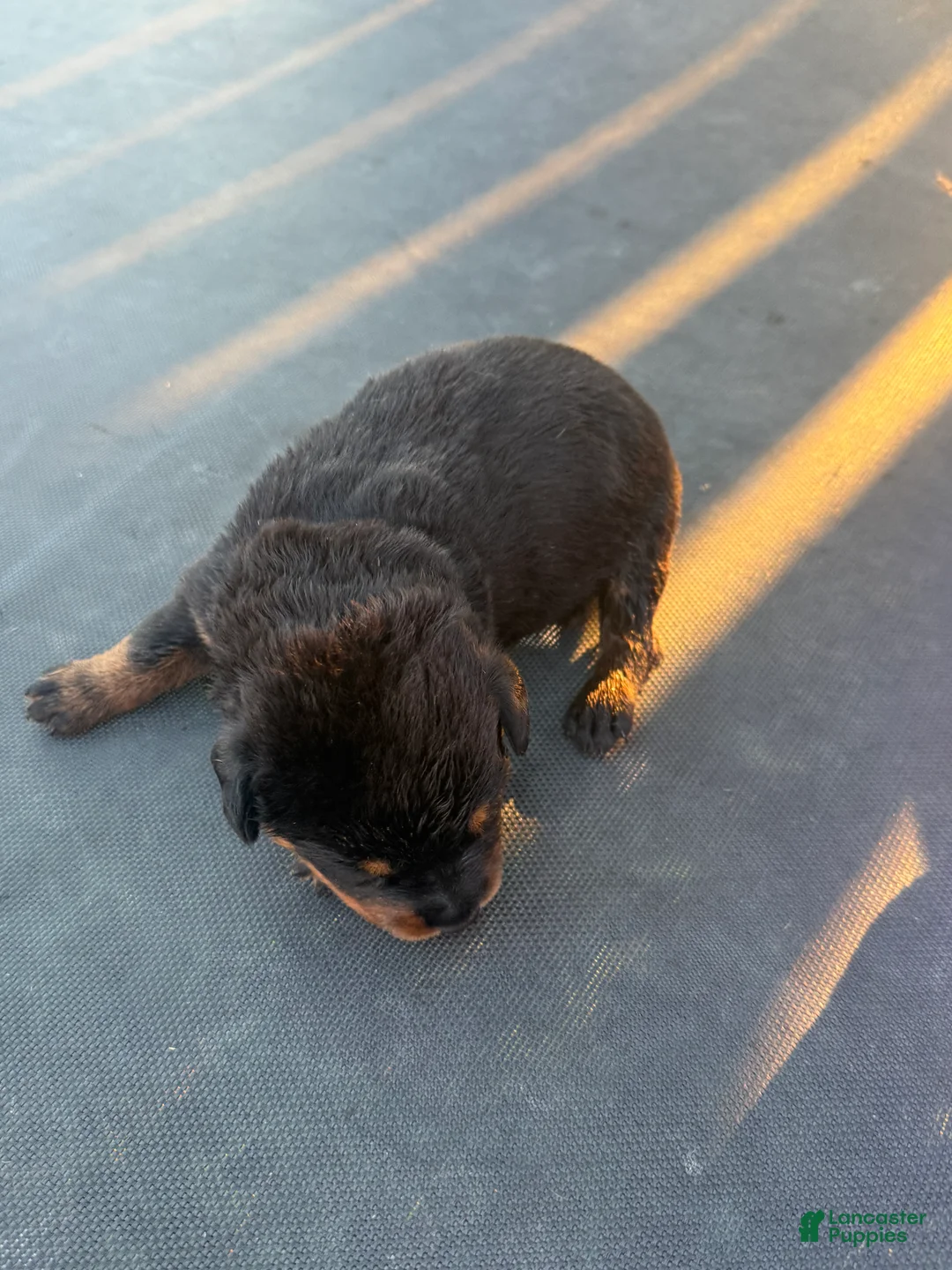 Rottweiler dogs for sale: Rottweiler 3 - Ad 2