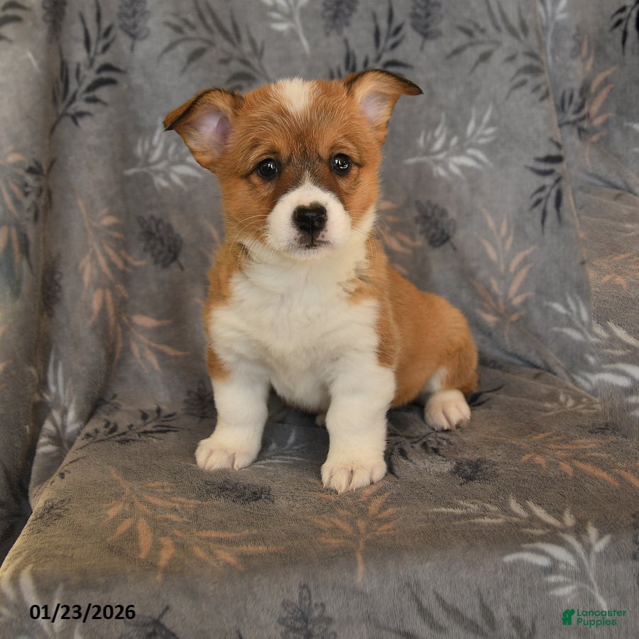 Welsh Corgi Pembroke dogs Ivy - Ad 4