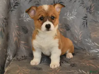 Welsh Corgi Pembroke dogs Ivy - Ad 34
