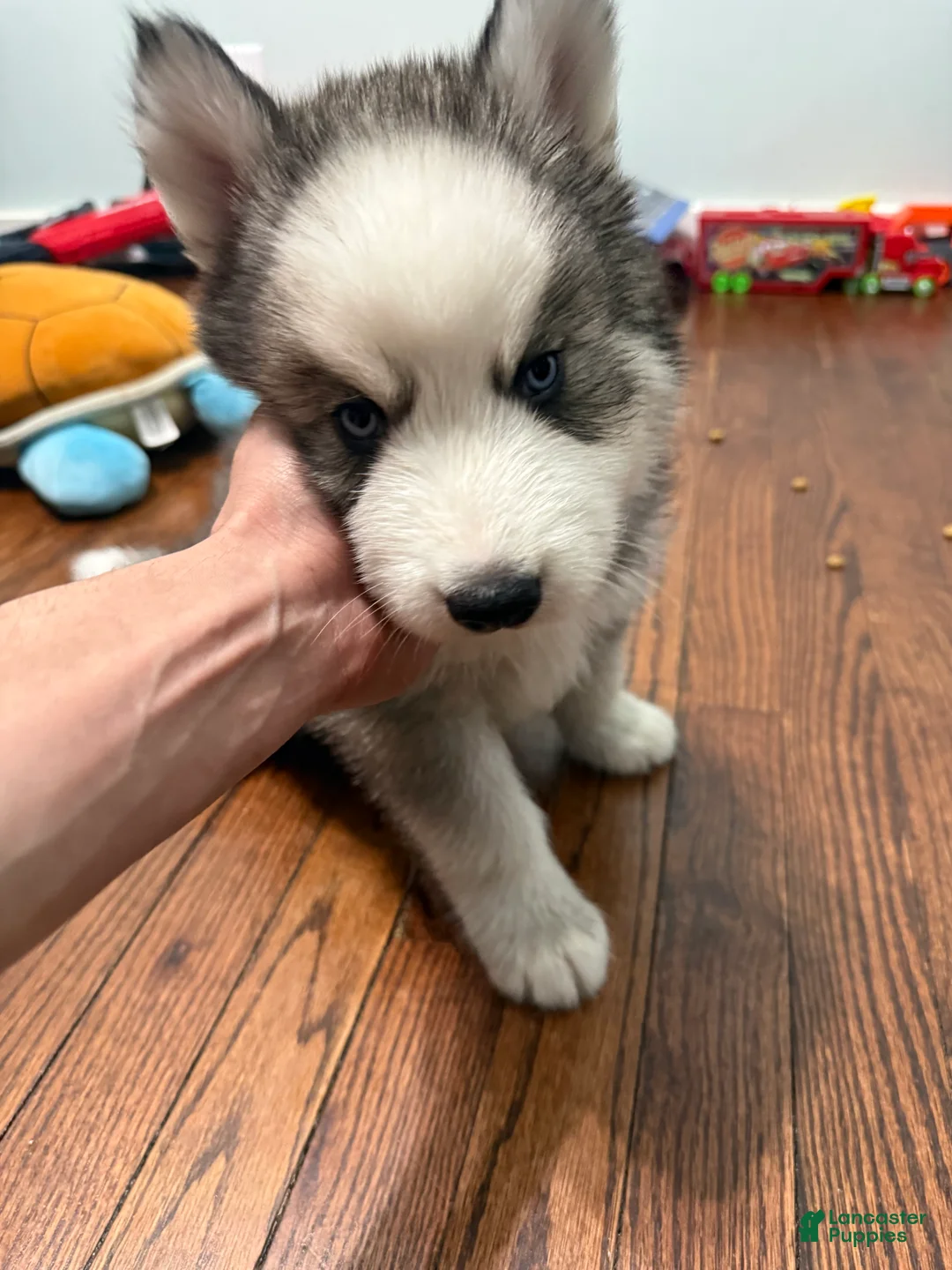 Siberian Husky dogs for sale: Panda - Ad 2