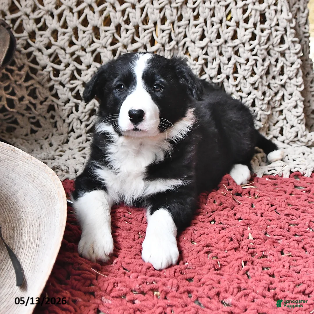 Border Collie dogs for sale: Daphne - Ad 2