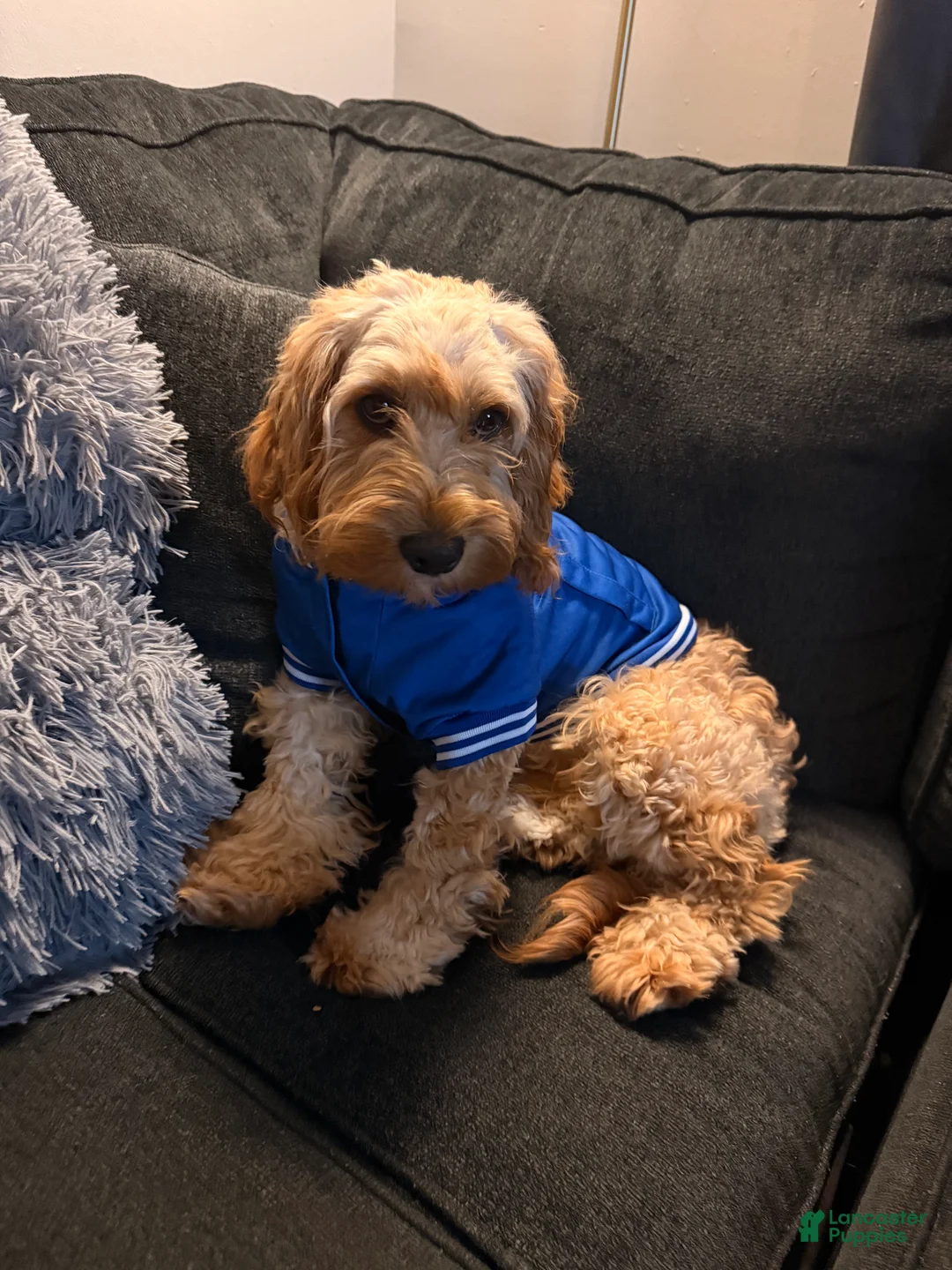 Cockapoo dogs for sale: Cockapoo Puppy 1 - Ad 2