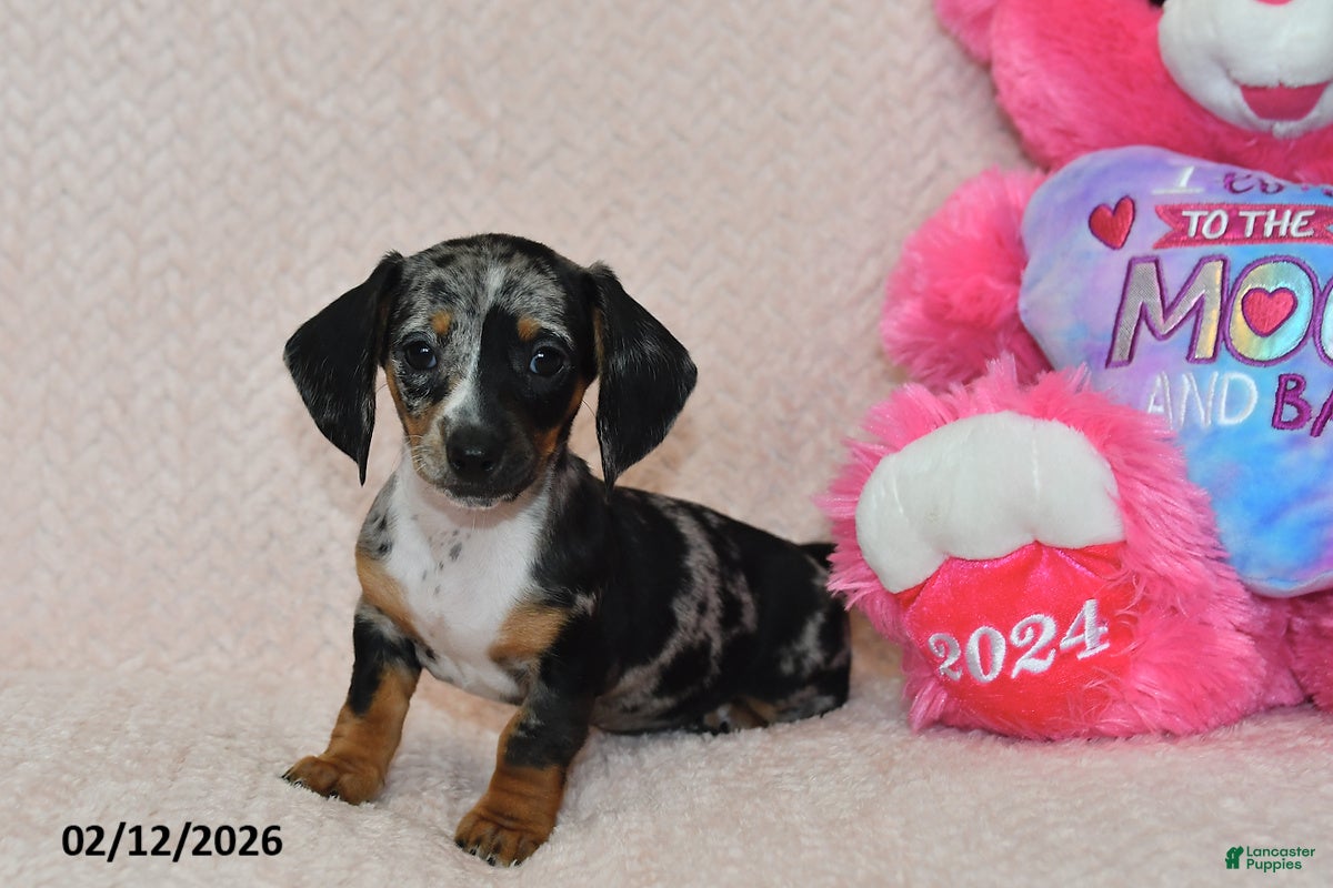 Miniature Dachshund dogs Indie - Ad 29