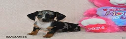 Miniature Dachshund dogs for sale: Indie - Ad 1