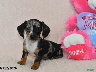 Miniature Dachshund dogs Indie - Ad 29