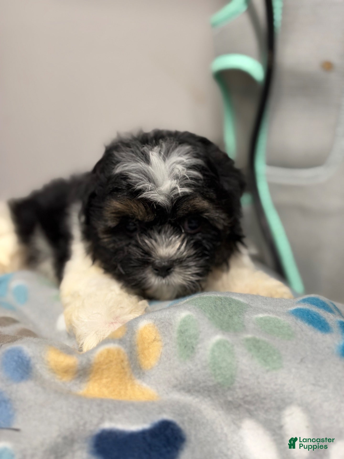 Shorkie dogs for sale: Shorkie 1 - Ad 42
