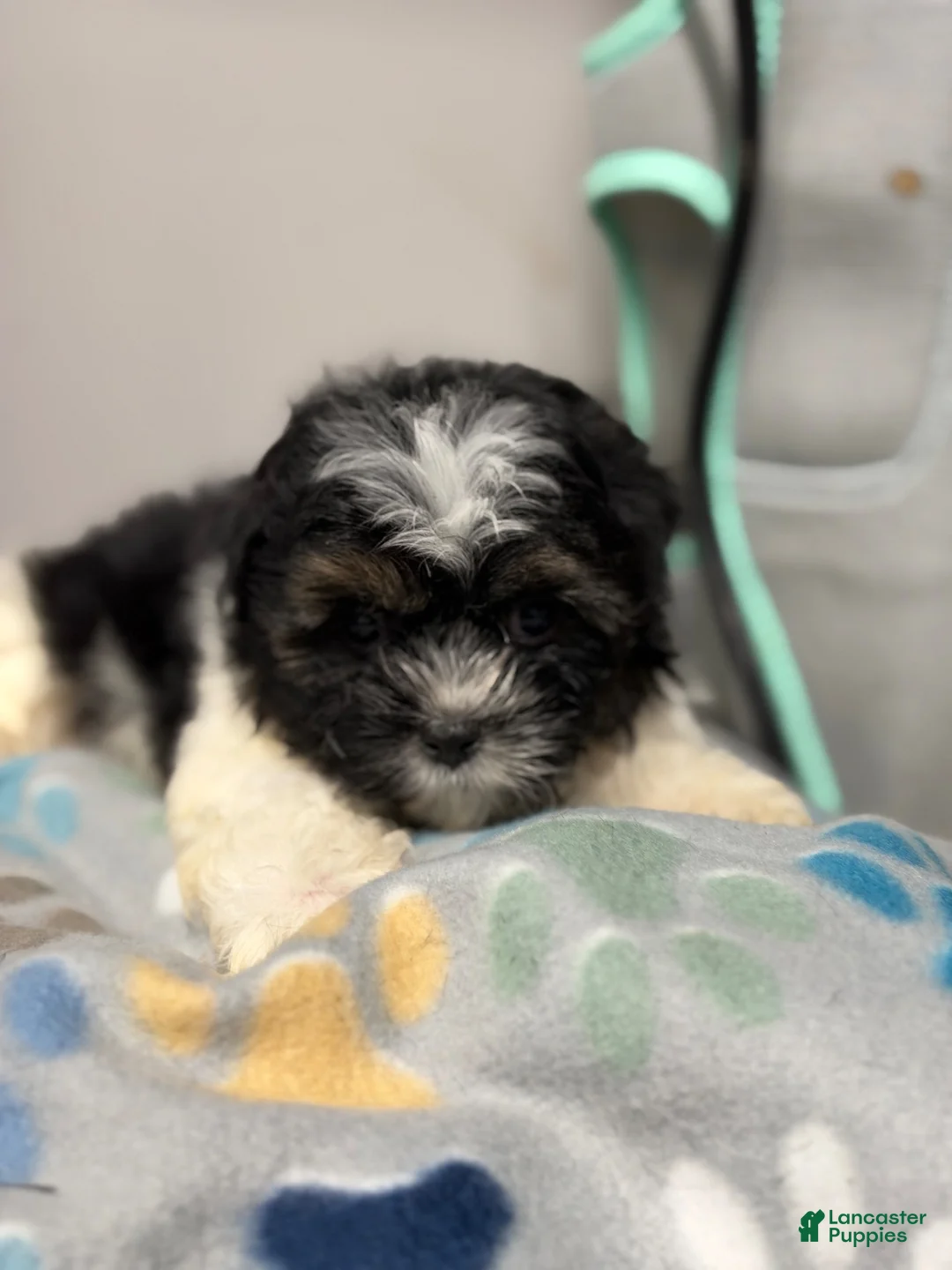 Shorkie dogs for sale: Shorkie 1 - Ad 1