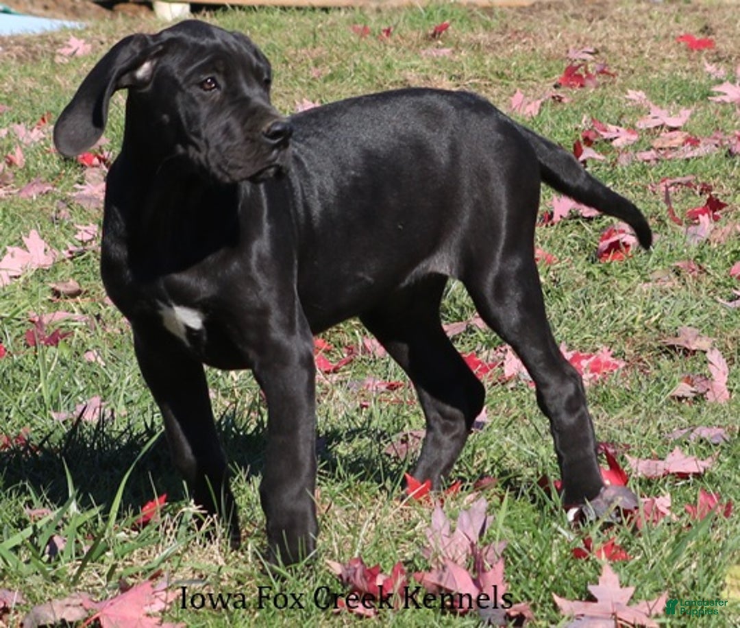 Great Dane dogs for sale: Great Dane Puppy 4 - Ad 4