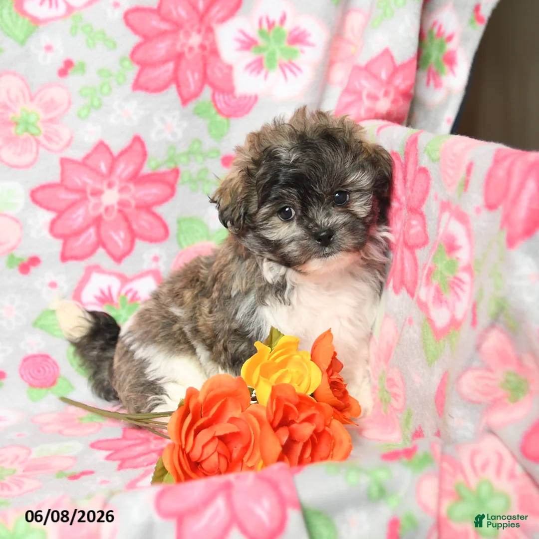 Teddy Bear dogs for sale: Wags - Ad 2