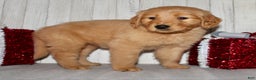 Golden Retriever dogs for sale: Pippa - Ad 6