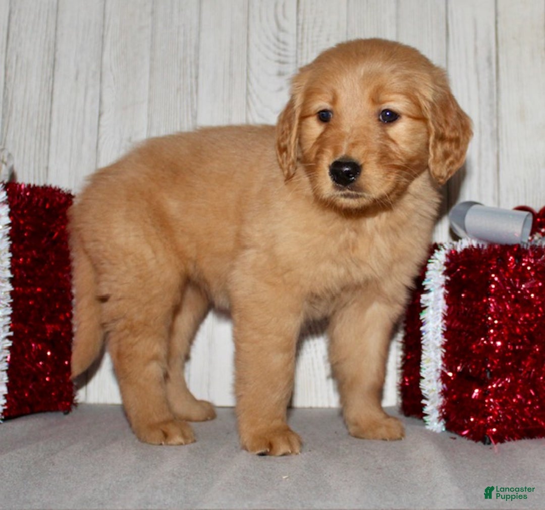 Golden Retriever dogs for sale: Pippa - Ad 6