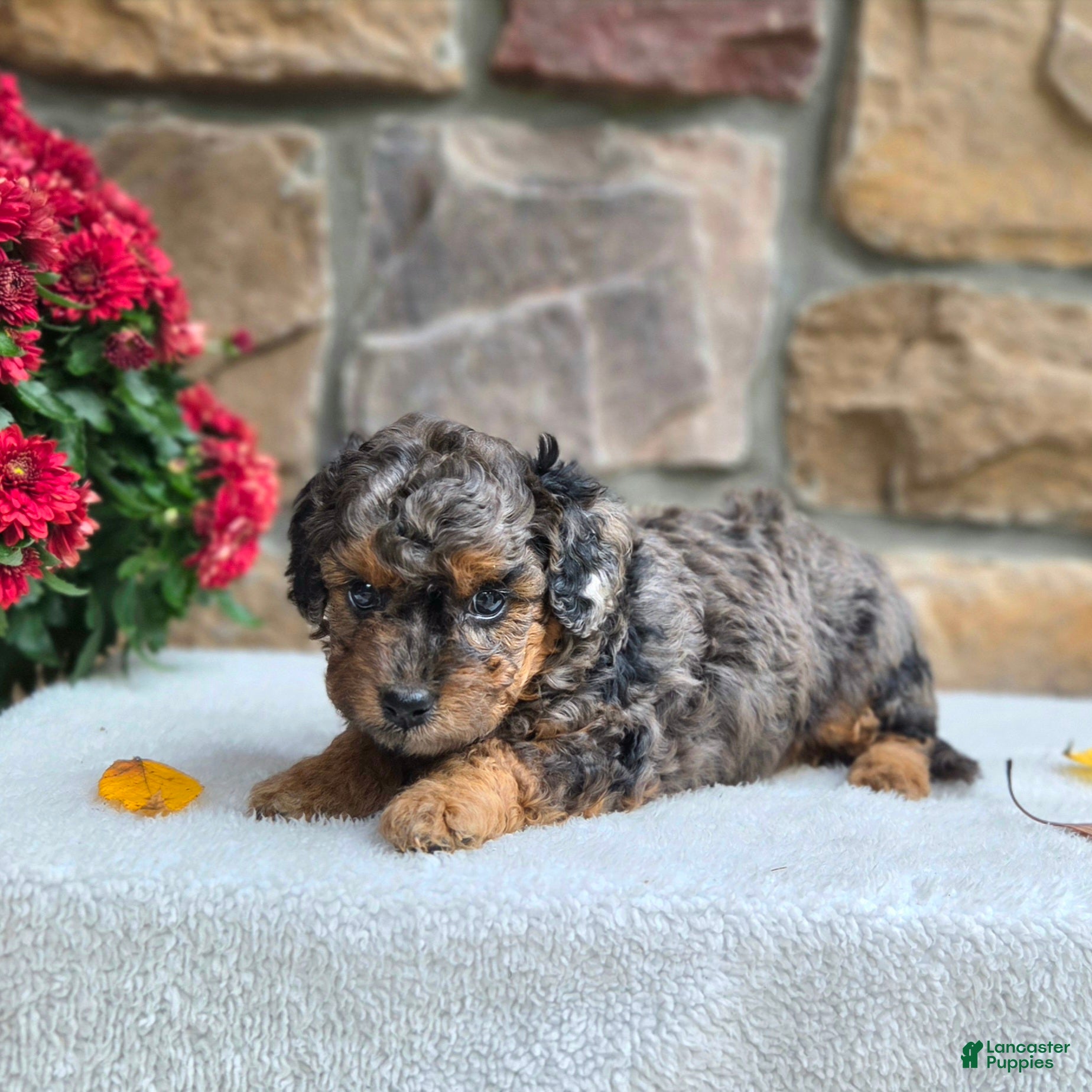 Cavapoo dogs for sale: Birdie - Ad 2