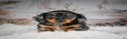 Miniature Dachshund dogs for sale: AKC-Riena - Ad 4
