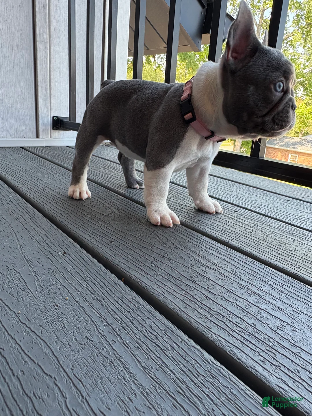 French Bulldog dogs for sale: Nola - Ad 2