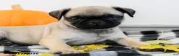 Pug dogs for sale: Porter - Ad 5